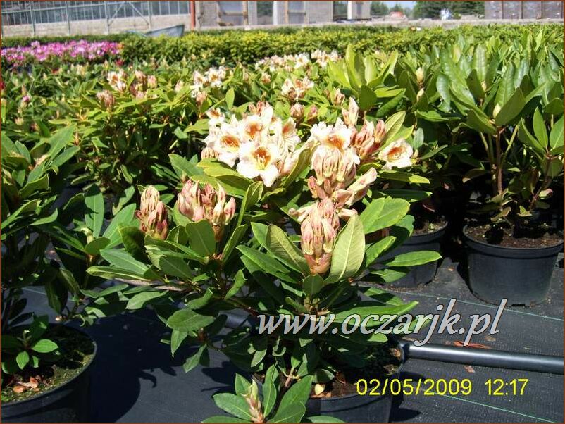 sadzonki_rododendron33