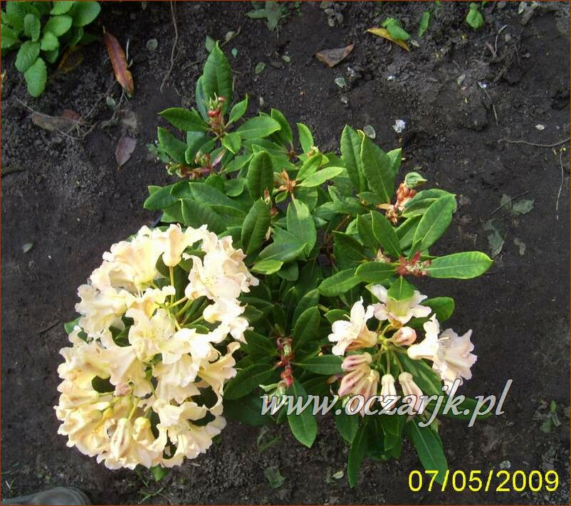 sadzonki_rododendron35