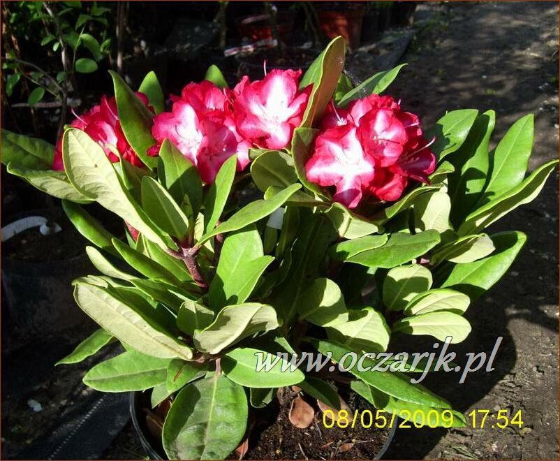 sadzonki_rododendron39