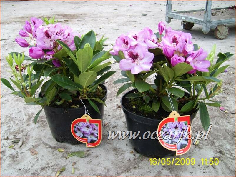 sadzonki_rododendron55
