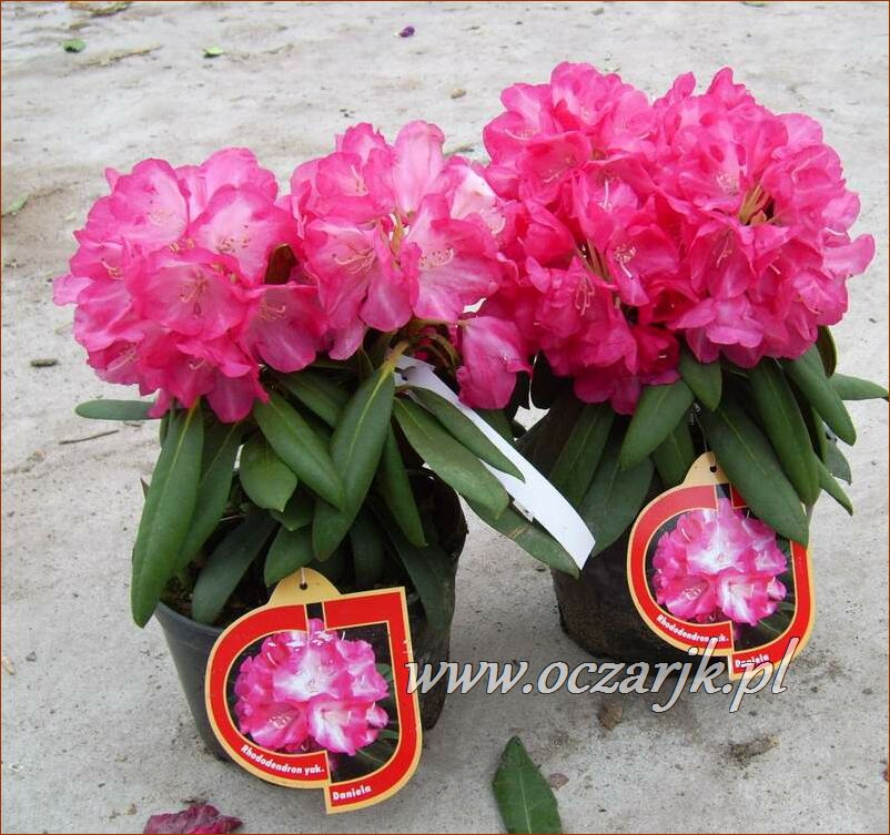 sadzonki_rododendron59