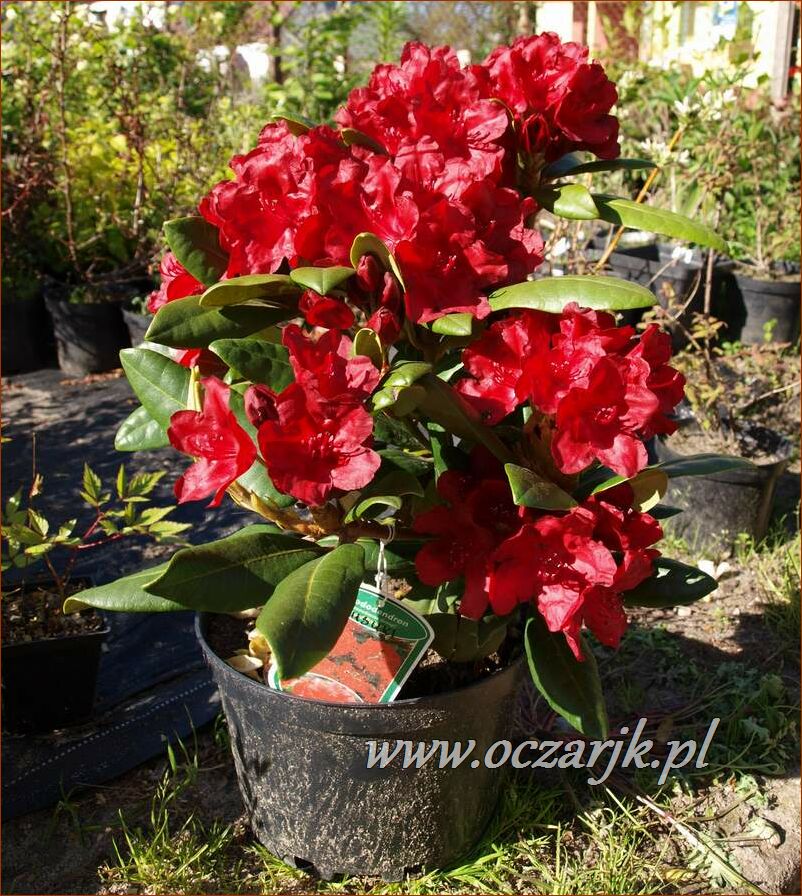 sadzonki_rododendron69