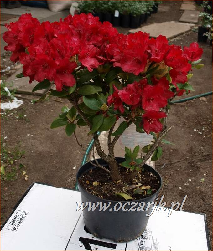 sadzonki_rododendron71