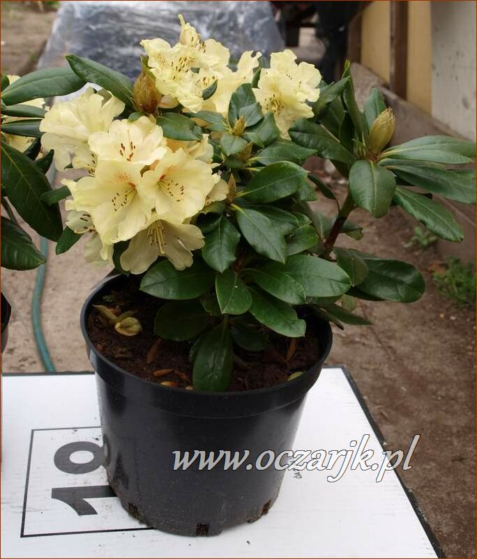 sadzonki_rododendron74