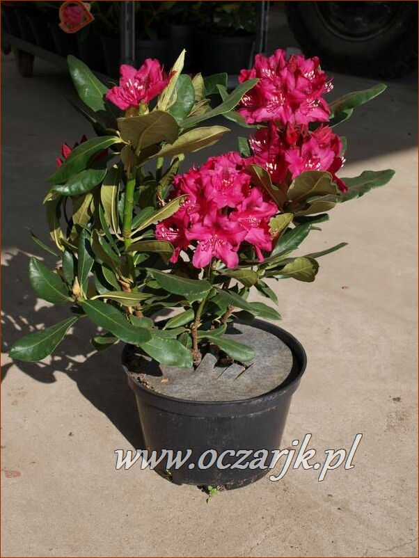 sadzonki_rododendron76