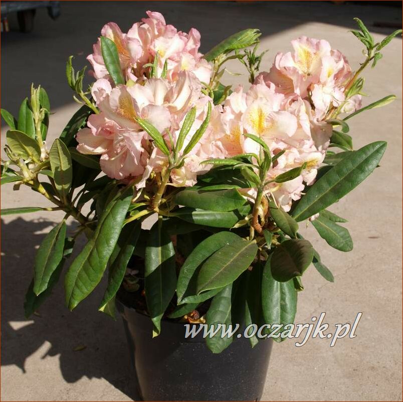 sadzonki_rododendron79