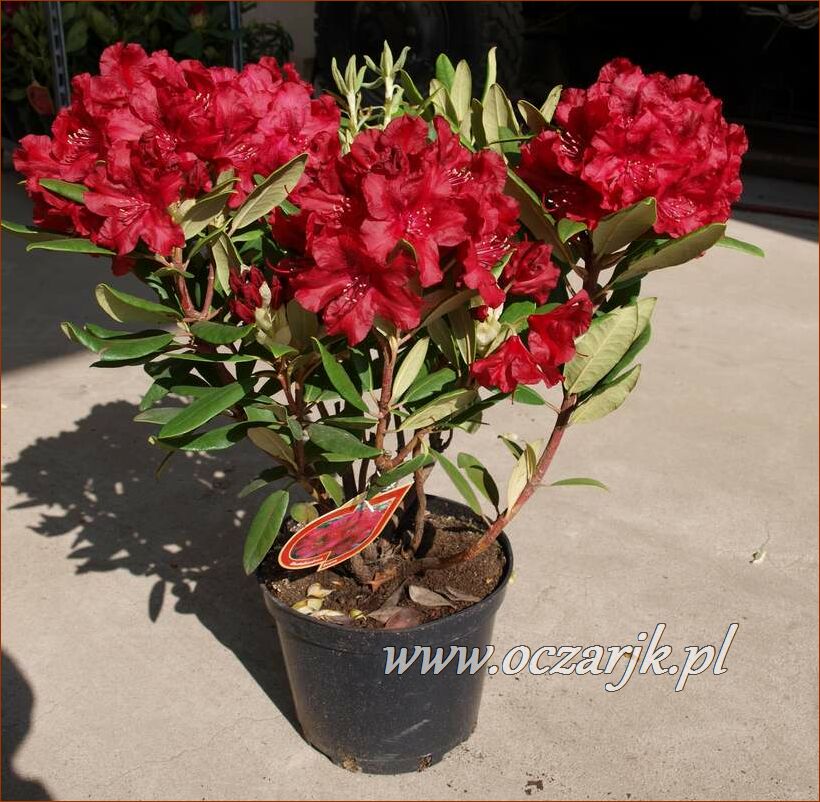 sadzonki_rododendron80