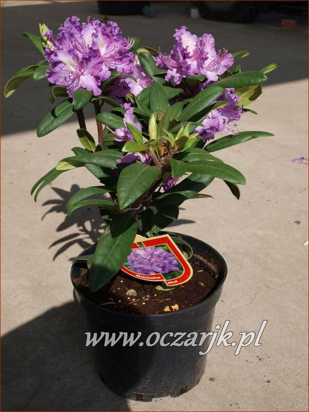 sadzonki_rododendron88
