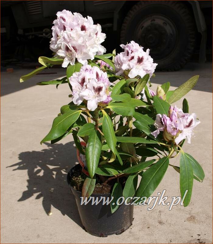 sadzonki_rododendron92