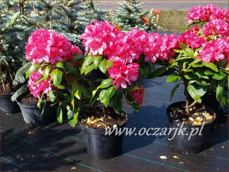 sadzonki_rododendron94