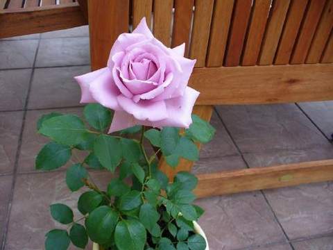 Róża wielkokwiatowa fioletowa Violette Perfume Large flowered purple rose Violette Perfume