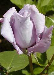 Róża wielkokwiatowa fioletowa Violette Perfume Large flowered purple rose Violette Perfume